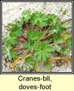 cranesbill,doves-foot (crobh bog)