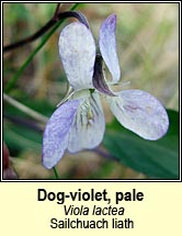violet,pale dog-violet (sailchuach liath)