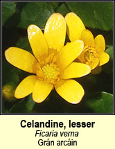 celandine,lesser (grán arcáin)