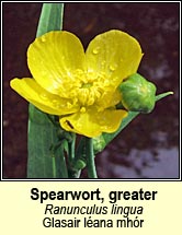 spearwort,greater (glasair léana mhor)