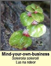 mind-your-own-business (lus na ndeor)