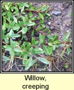 willow,creeping (saileach reatha)
