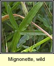 Mignonette, wild, Bu� beag