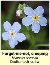 forget-me-not,creeping (ceotharnach reatha)