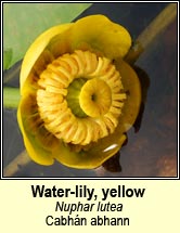 water lily,yellow (cabhán abhann)