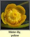 water-lily,yellow (cabhán abhann)