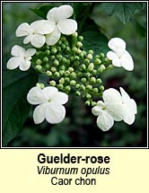 guelder-rose (Caor chon)