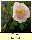 rose,burnet (briul�n)