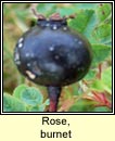 rose,burnet (briul�n)