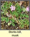 storksbill,musk (creagach muscach)