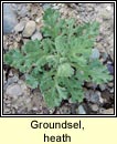 groundsel,heath (gr�nlas m�na)
