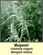 mugwort (mongach meisce)