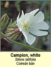 campion,white (coiren bn)