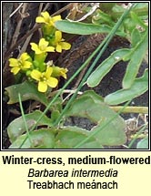 wintercress,medium-flowered (treabhach meánach)