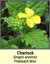 charlock (praiseach bhu)