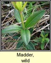 madder,wild (garbhlus na boirne)