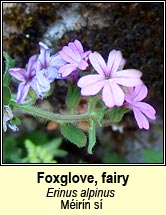 foxglove,fairy (méirín sí)