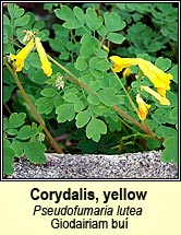 corydalis,yellow (giodairiam buí)