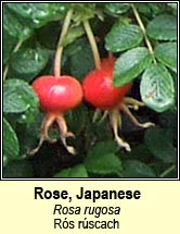 rose,japanese (rós rúscach)