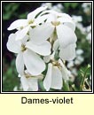 dames-violet (feascarlus)