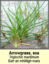 arrowgrass,sea (barr an mhilltigh mara)