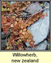 willowherb,bronzy