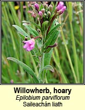 willowherb,hoary (saileachán liath)