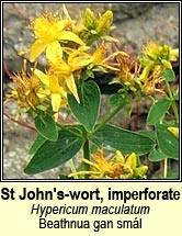 st.johns-wort,imperforate (beathnua gan smál)