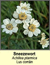 sneezewort (lus corrin)