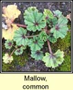 mallow,common (lus na meall muire)