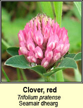 clover,red (seamair dhearg)