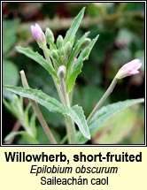 willowherb,short-fruited (saileachán caol)