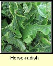 horse-radish (meacan ragaim)