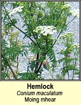 hemlock (moing mhear)