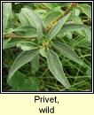 privet,wild (pribhéad)