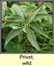 privet,wild (pribh�ad)