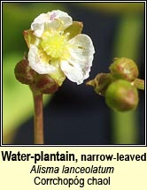 water-plantain,narrow-leaved (corrchopóg chaol)
