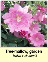 mallow,garden tree-mallow