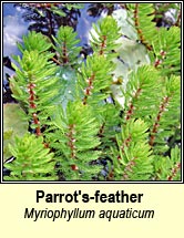 parrots-feather