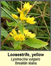 loosestrife,yellow (brealln lana)