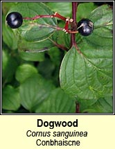 dogwood (conbhaiscne)