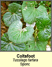coltsfoot (gallán greanchair)