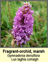 orchid,marsh fragrant (lus taghla)