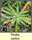thistle,carline (feochad�n m�n)