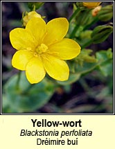 yellow-wort (dréimire buí)