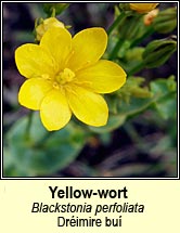 yellow-wort (drimire bu)