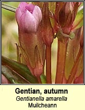 gentian,autumn (muilcheann)