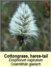 cottongrass,hares-tail (ceannbhán gaelach)