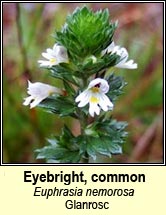 eyebright, Euphrasia nemorosa