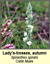 ladys-tresses,autumn (cúilín muire)